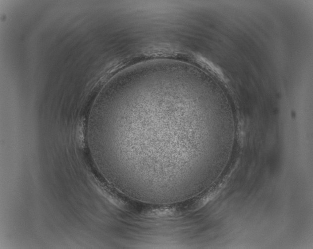 X0000068850065200605081225