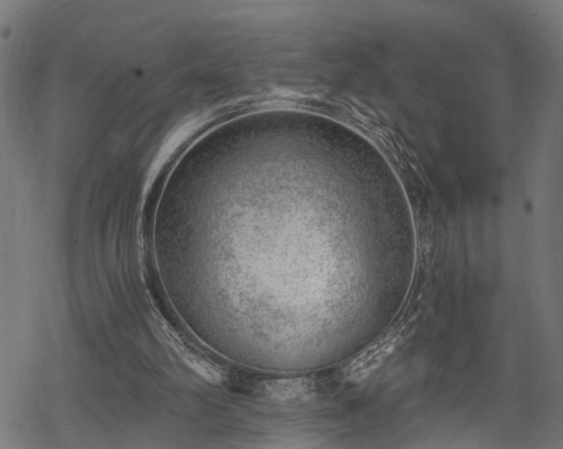 X0000068850102200605081225