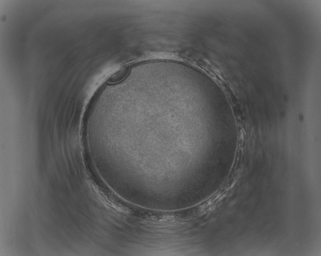 X0000068850104200605081225