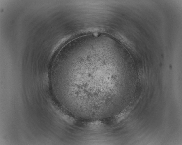 X0000068850112200605081225