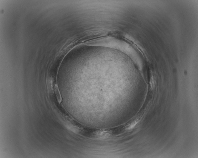 X0000068850117200605081225