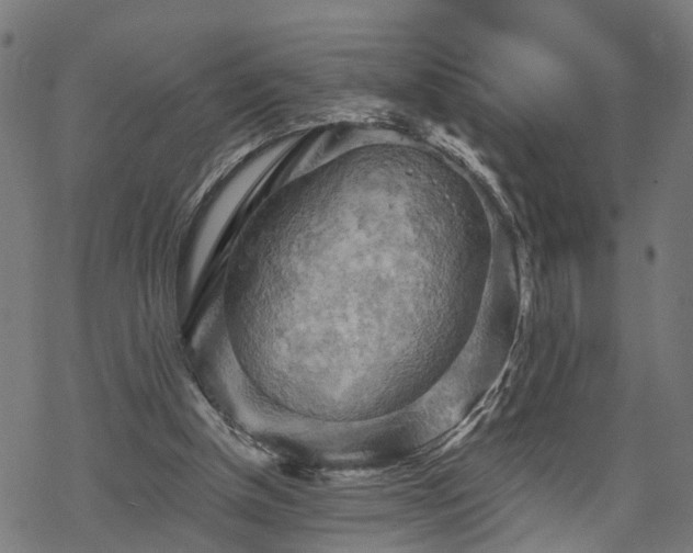 X0000068850154200605081224