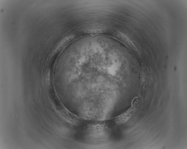 X0000068850163200605081224