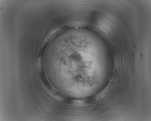 X0000068850167200605081224