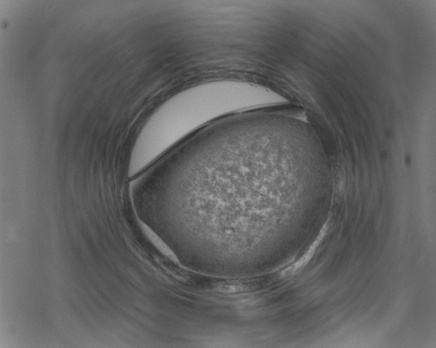 X0000068850174200605081224