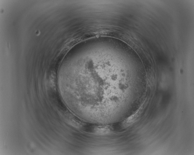 X0000068850175200605081224