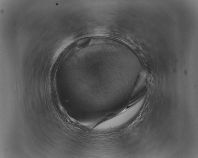 X0000068850200200605081223