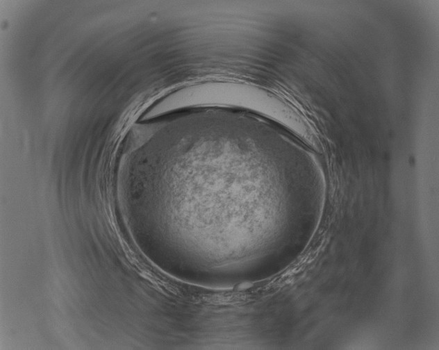 X0000068850241200605081222