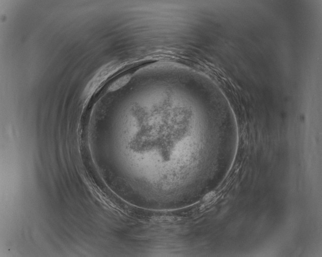 X0000068850242200605081222