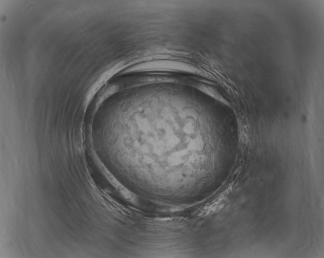 X0000068850244200605081222