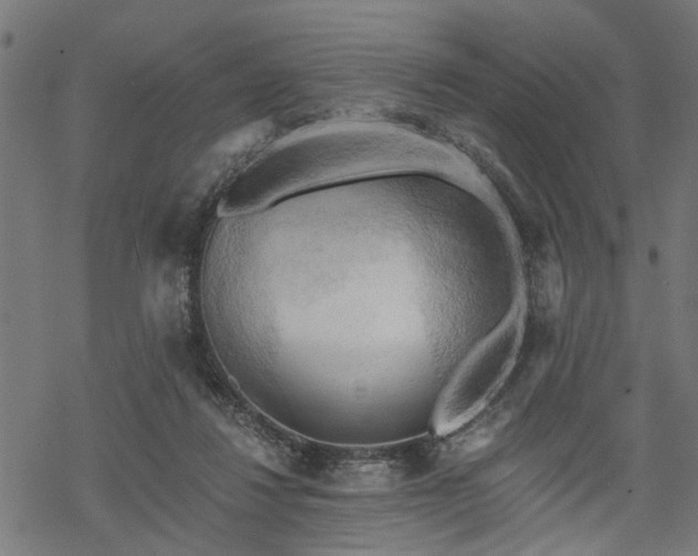 X0000068850260200605081222