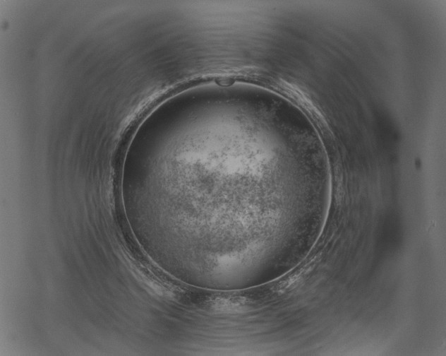 X0000068850346200605081220