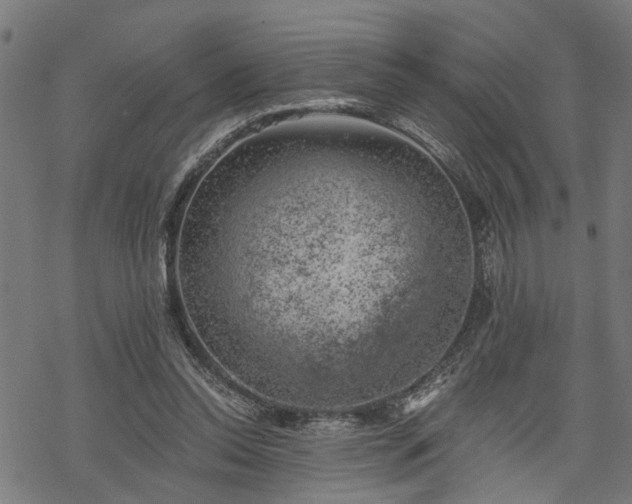 X0000068850350200605081220