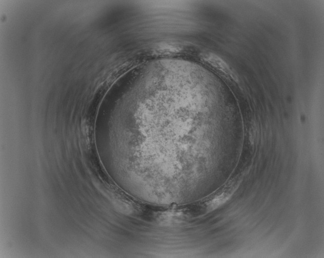 X0000068850366200605081221