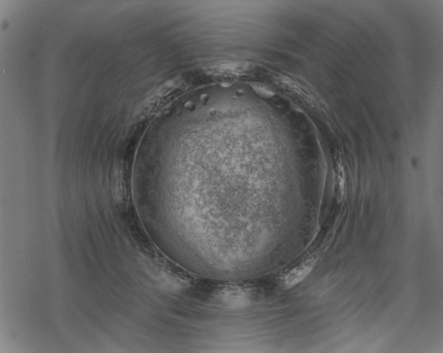 X0000068850416200605081220