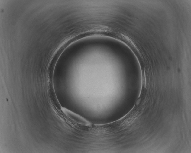 X0000068850435200605081219