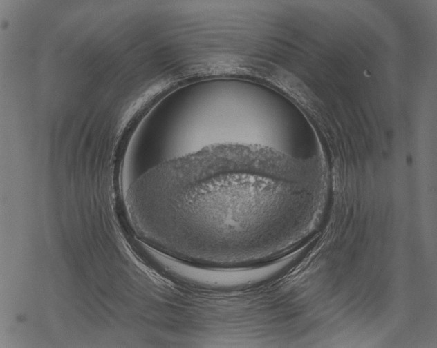 X0000068850438200605081219