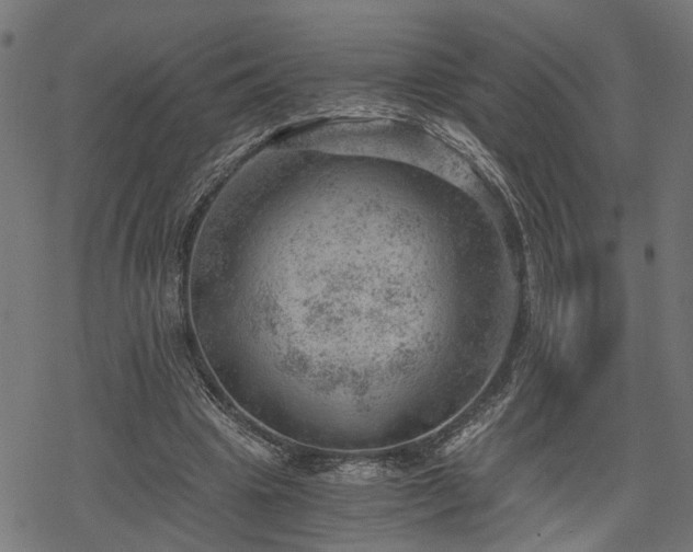 X0000068850441200605081219