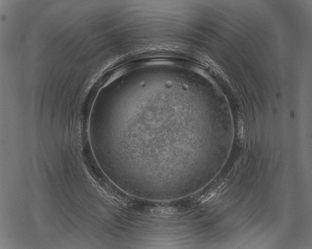 X0000068850444200605081219