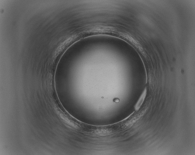 X0000068850445200605081219