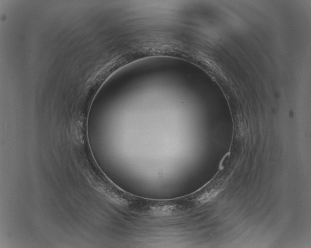 X0000068850450200605081219