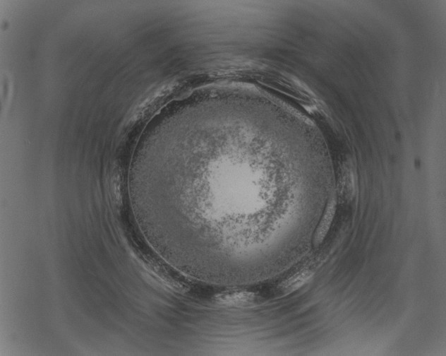 X0000068850452200605081219