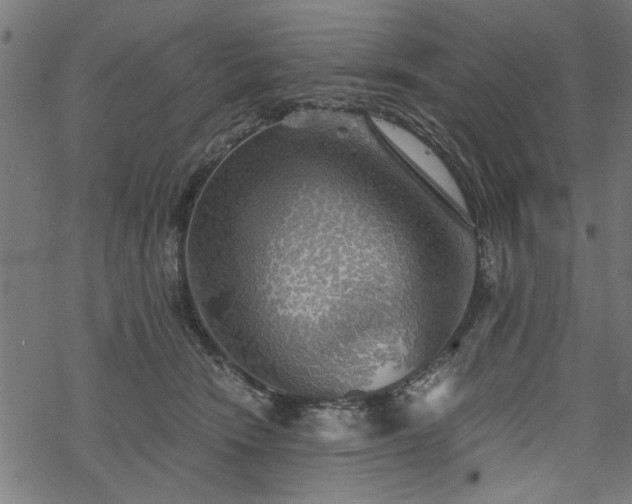 X0000068850466200605081219