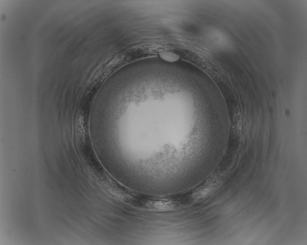 X0000068850506200605081218