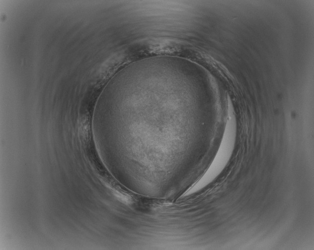 X0000068850513200605081218