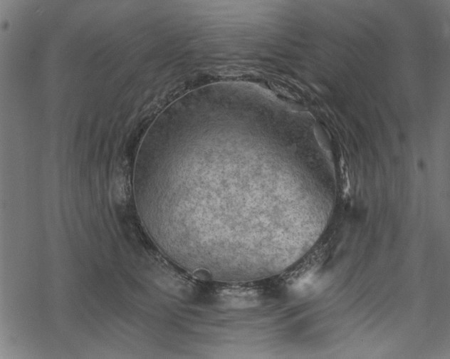 X0000068850515200605081218