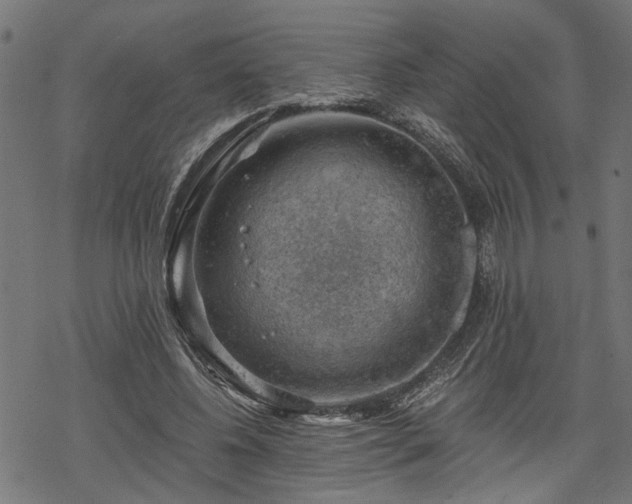 X0000068850540200605081217