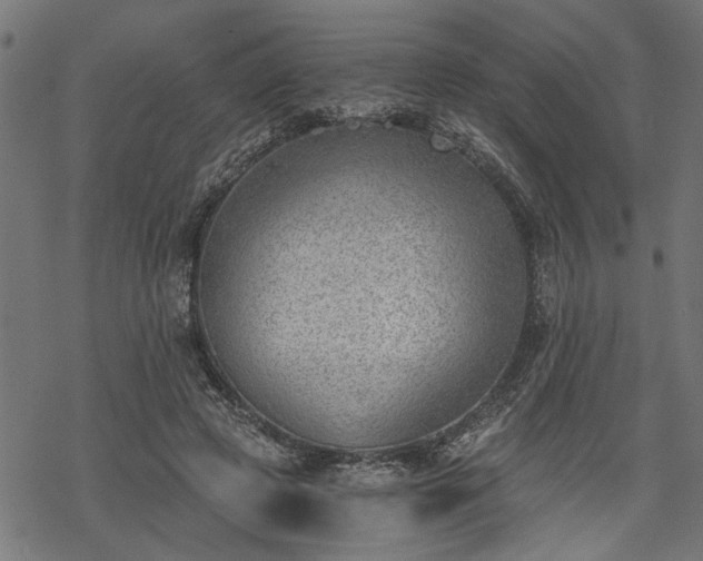 X0000068850545200605081217