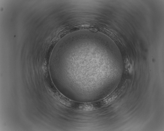 X0000068850559200605081218