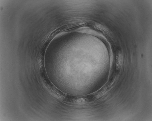 X0000068850600200605081217