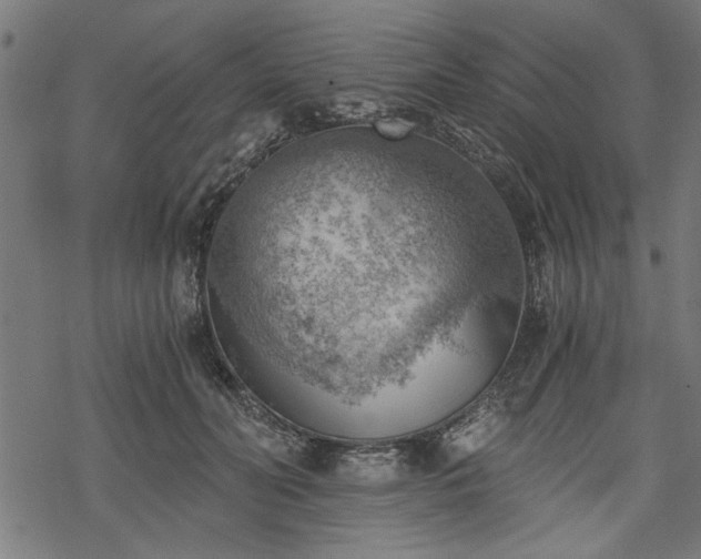 X0000068850606200605081217