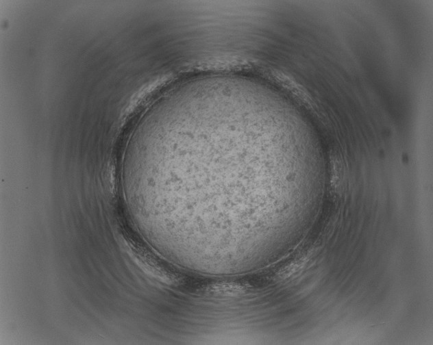 X0000068850636200605081216