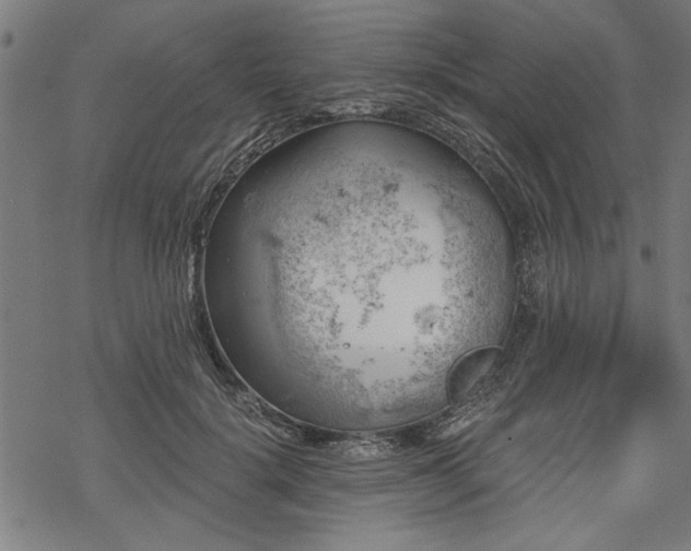 X0000068850652200605081216