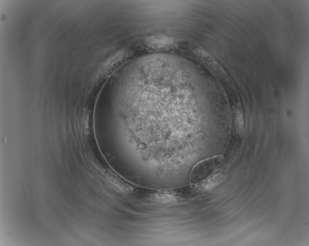 X0000068850668200605081216