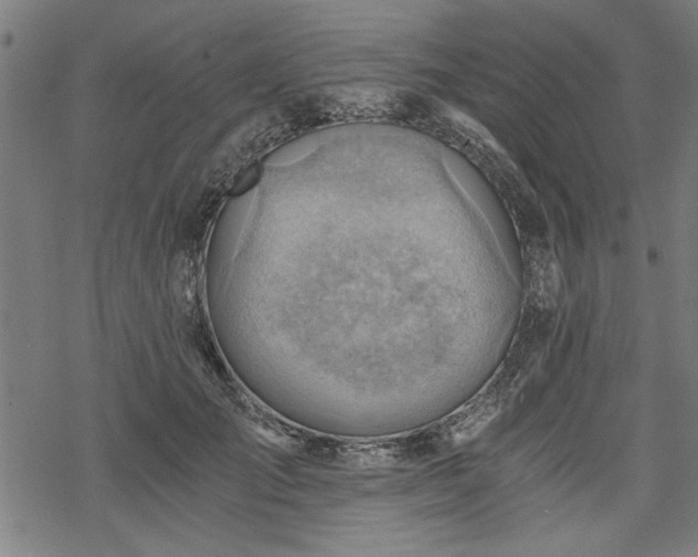 X0000068850701200605081215