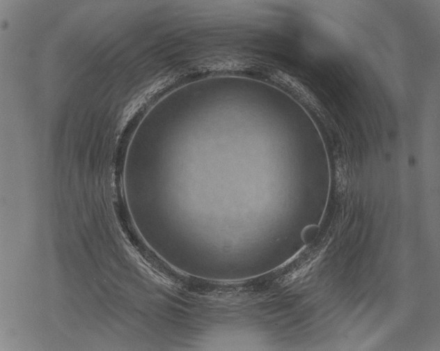 X0000068850725200605081214