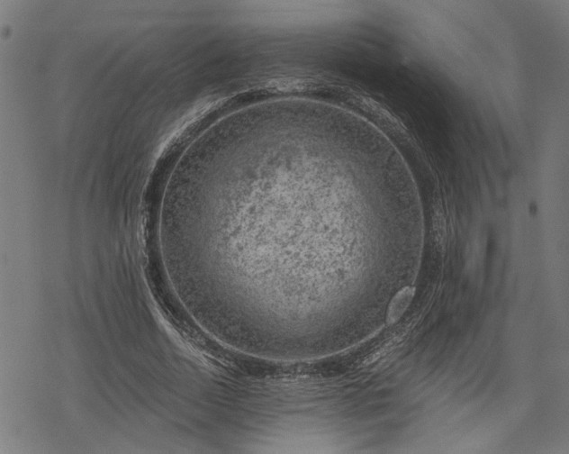 X0000068850730200605081214