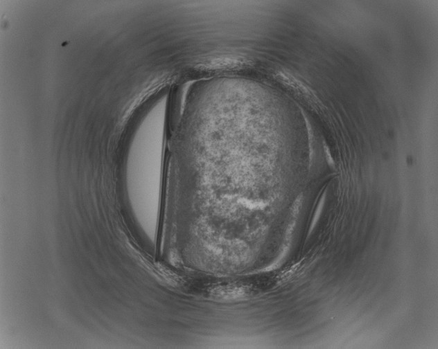 X0000068850735200605081214