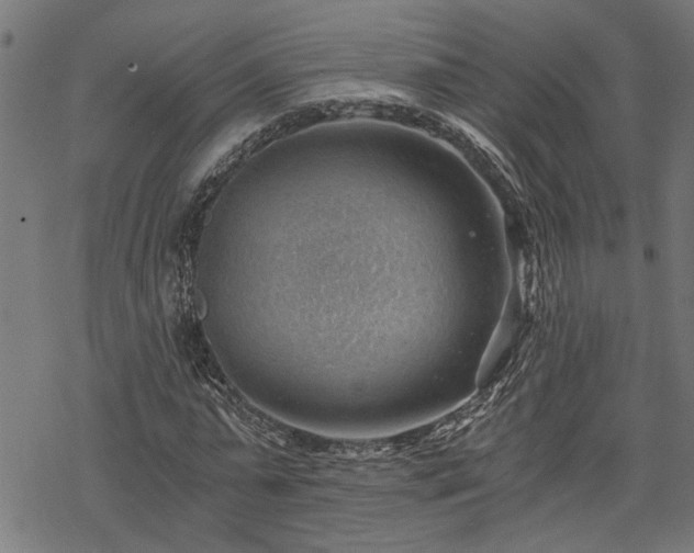 X0000068850775200605081214