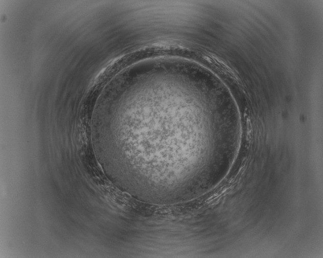 X0000068850776200605081214