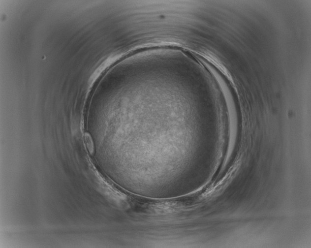 X0000068850797200605081213