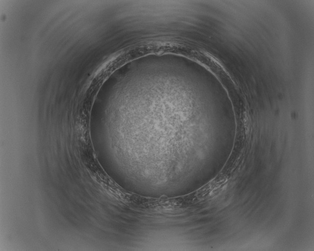 X0000068850823200605081212