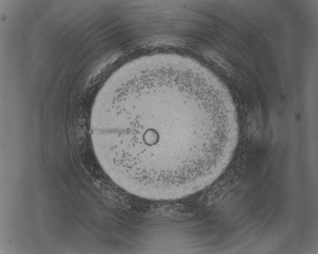 X0000068850824200605081212