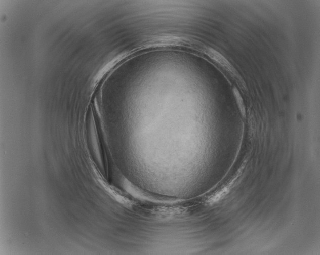 X0000068850842200605081213