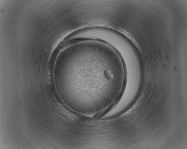 X0000068850926200605081211