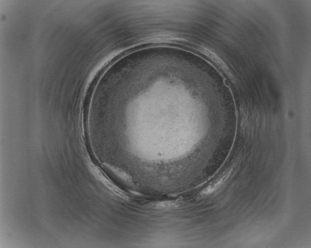 X0000068850939200605081211